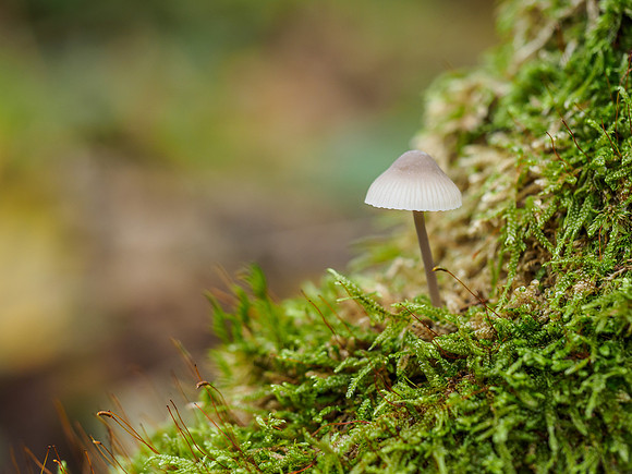Woodland Fungi