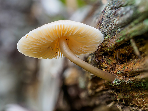 Mushrooms