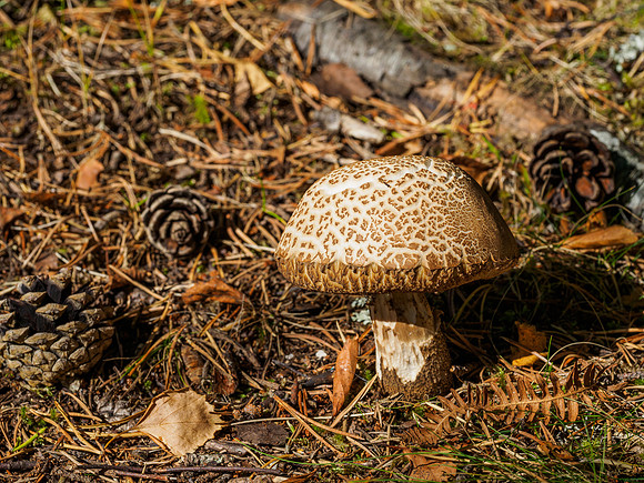 Autumn Fungi