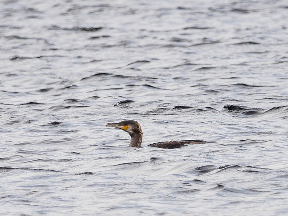 Cormorant