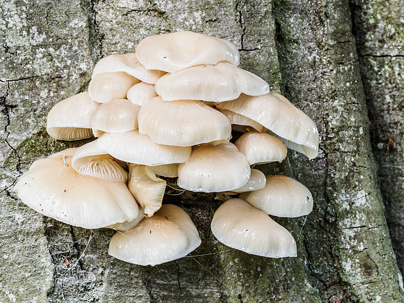 Mushrooms