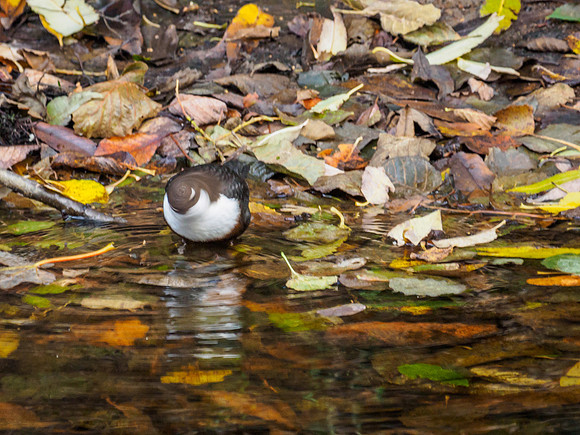 Autumn Dipper