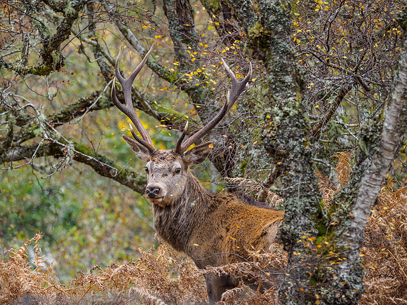 Oh Deer!