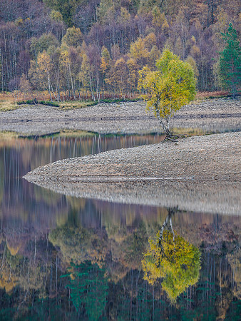 Lone Birch