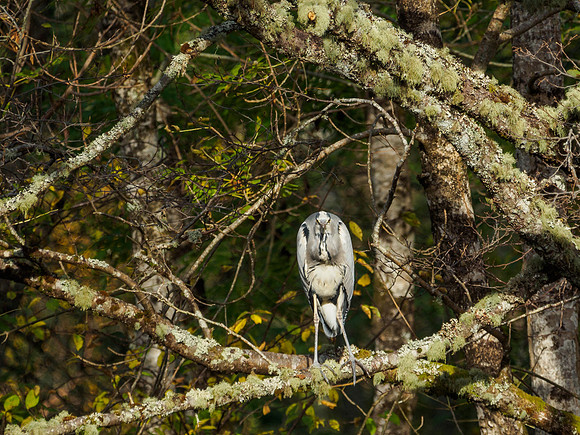 20161030-Urquhart Bay Wood-EM520015