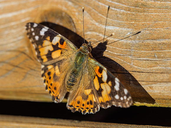 Butterfly