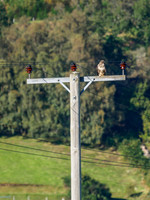 20161001-Balmacaan Woods-EM520197