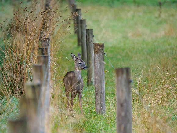 Don't Fence Me In