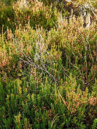 Cobwebs in the Car Park