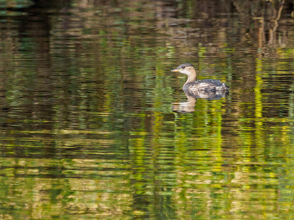 Little Grebe in Winter Plumage