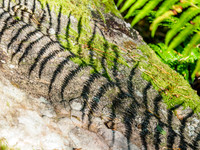 20161001-Balmacaan Woods-EM520193