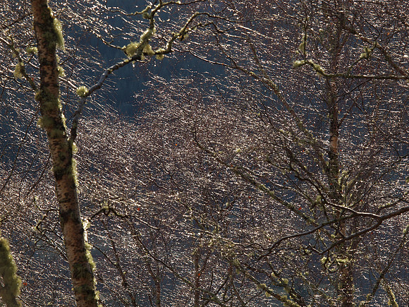 Glistening Twigs