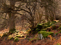 Mossy Rocks
