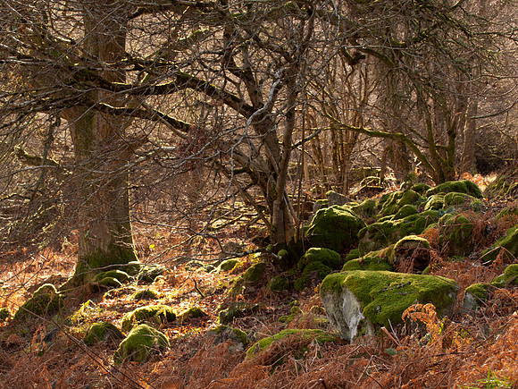 Mossy Rocks