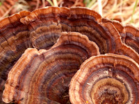 Fungi