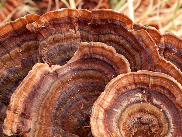 Fungi