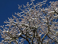 Snow, Blue Skies, Sunshine and Trees