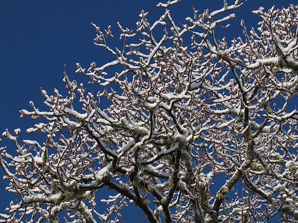 Snow, Blue Skies, Sunshine and Trees