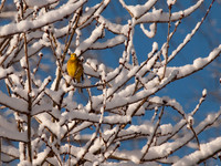 Snow, Blue Skies, Sunshine and Trees