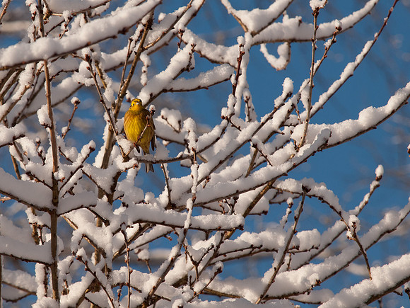 Snow, Blue Skies, Sunshine and Trees