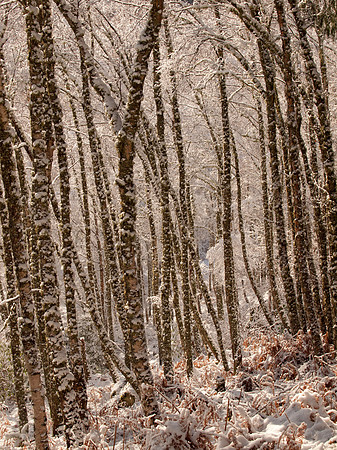 Snow, Blue Skies, Sunshine and Trees