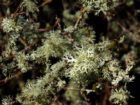 Lichen in the Sunshine