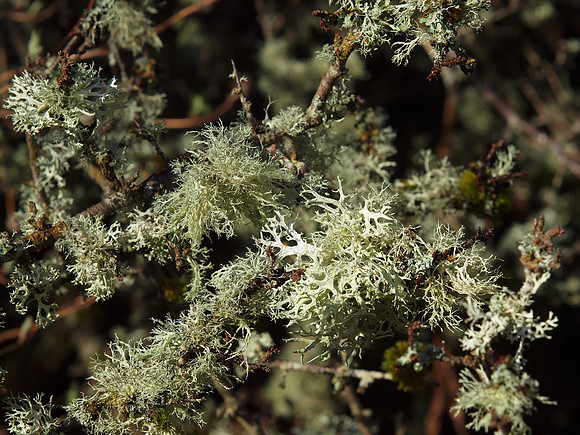 Lichen in the Sunshine