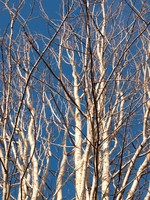 White Tree Blue Sky