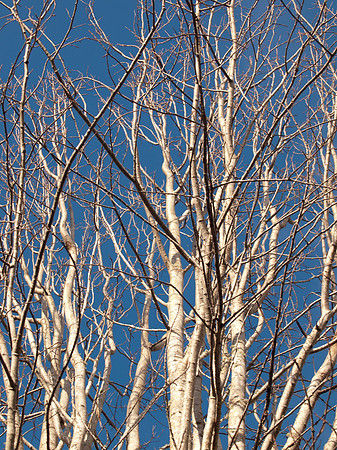 White Tree Blue Sky