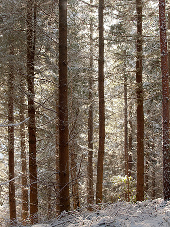 Snow, Blue Skies, Sunshine and Trees