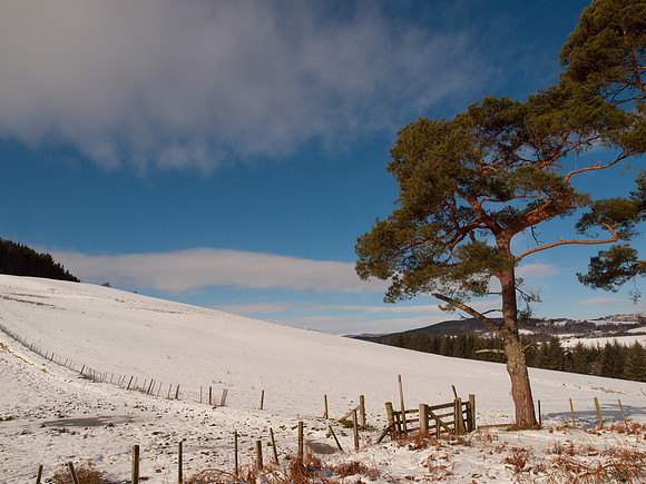 Snow, Blue Skies, Sunshine and Trees