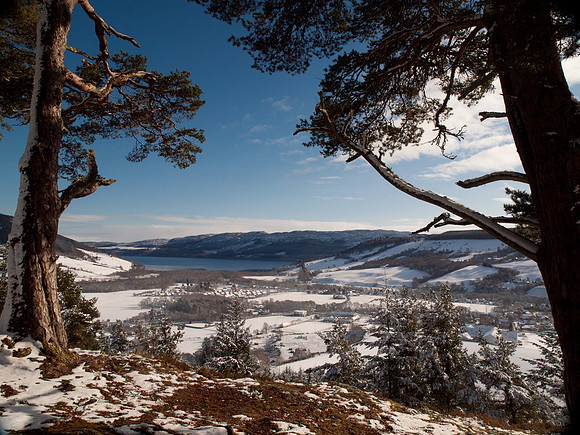 Snow, Blue Skies, Sunshine and Trees