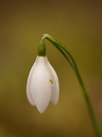 Single Snowdrop