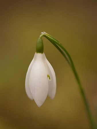 Single Snowdrop