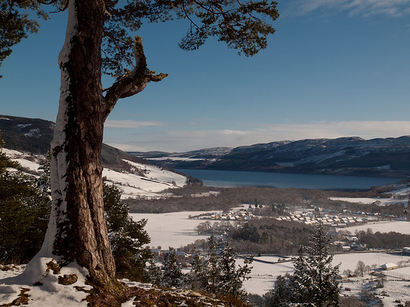 Snow, Blue Skies, Sunshine and Trees