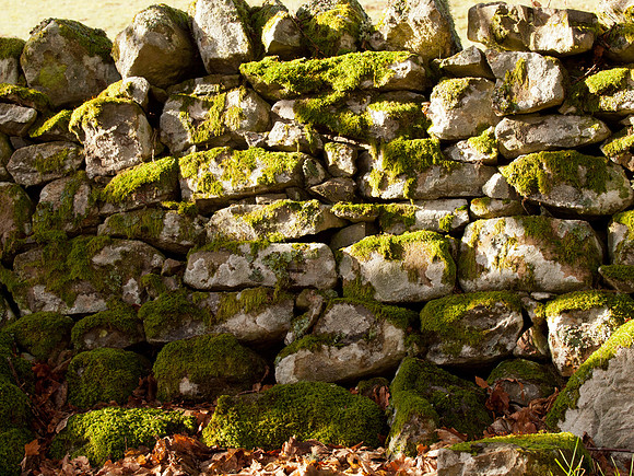 Mossy Drystone Wall