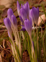 Crocus/Croci
