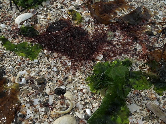 20110409-Sandaig-P4091930