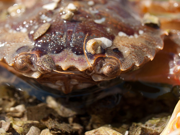 20110418-Applecross-P4182386