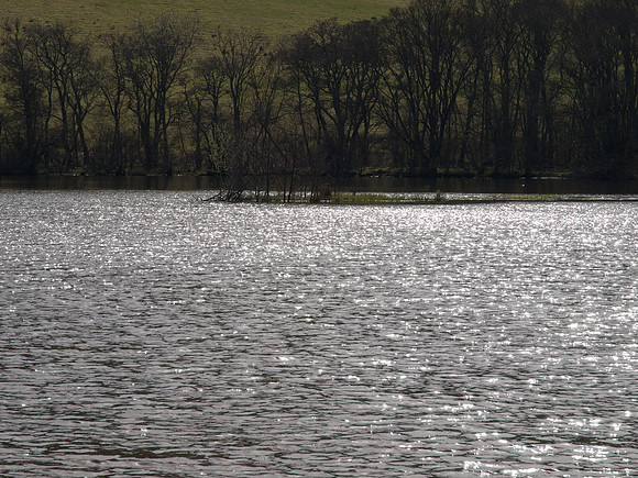 20110410-Urquhart Bay Woods-P4101970