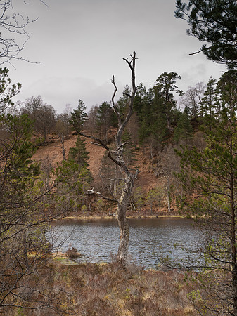 20110414-Glen Affric-P4142095