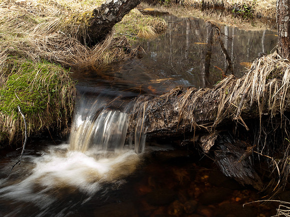 20110414-Glen Affric-P4142103