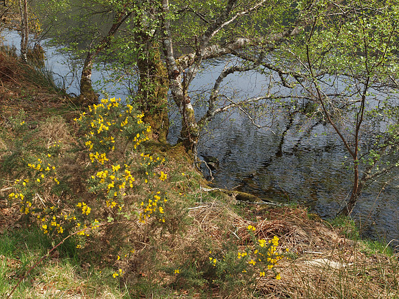 20110422-Plockton-Q4220104
