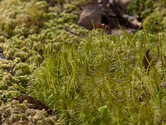 20110418-Applecross-P4182374