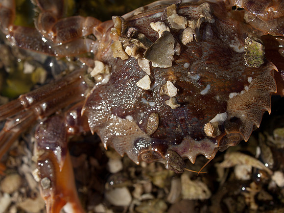 20110418-Applecross-P4182387
