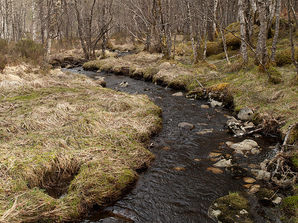 20110414-Glen Affric-P4142099