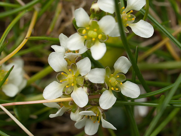 20110418-Applecross-P4182336