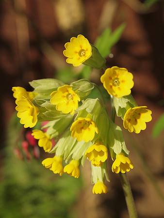 20110426-Garden-Q4260222