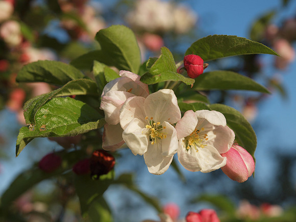 20110426-Garden-Q4260218