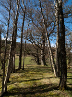 20110403-Craig Monie Woods-P4031777